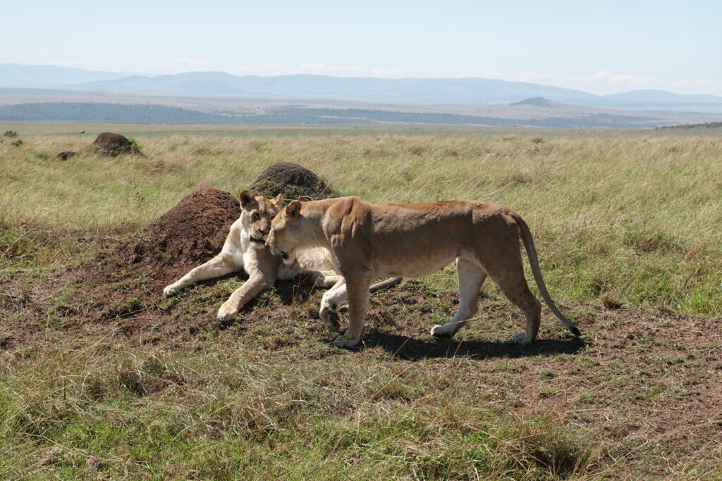 Masai Mara - ljónynjur